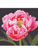 Peony