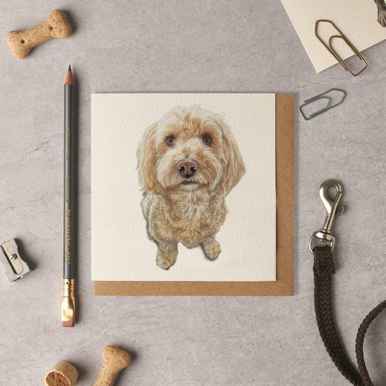Jack Cockapoo