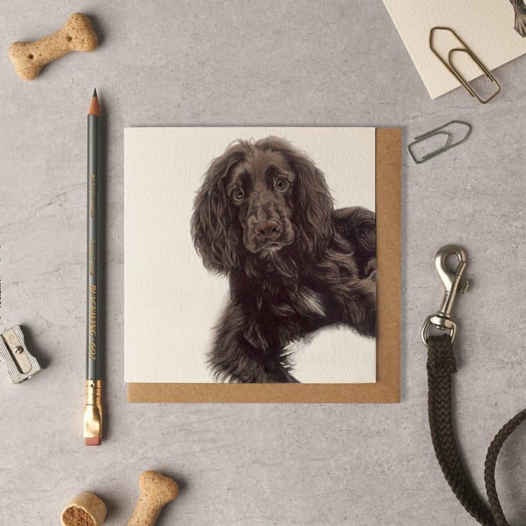 Gus Cocker Spaniel