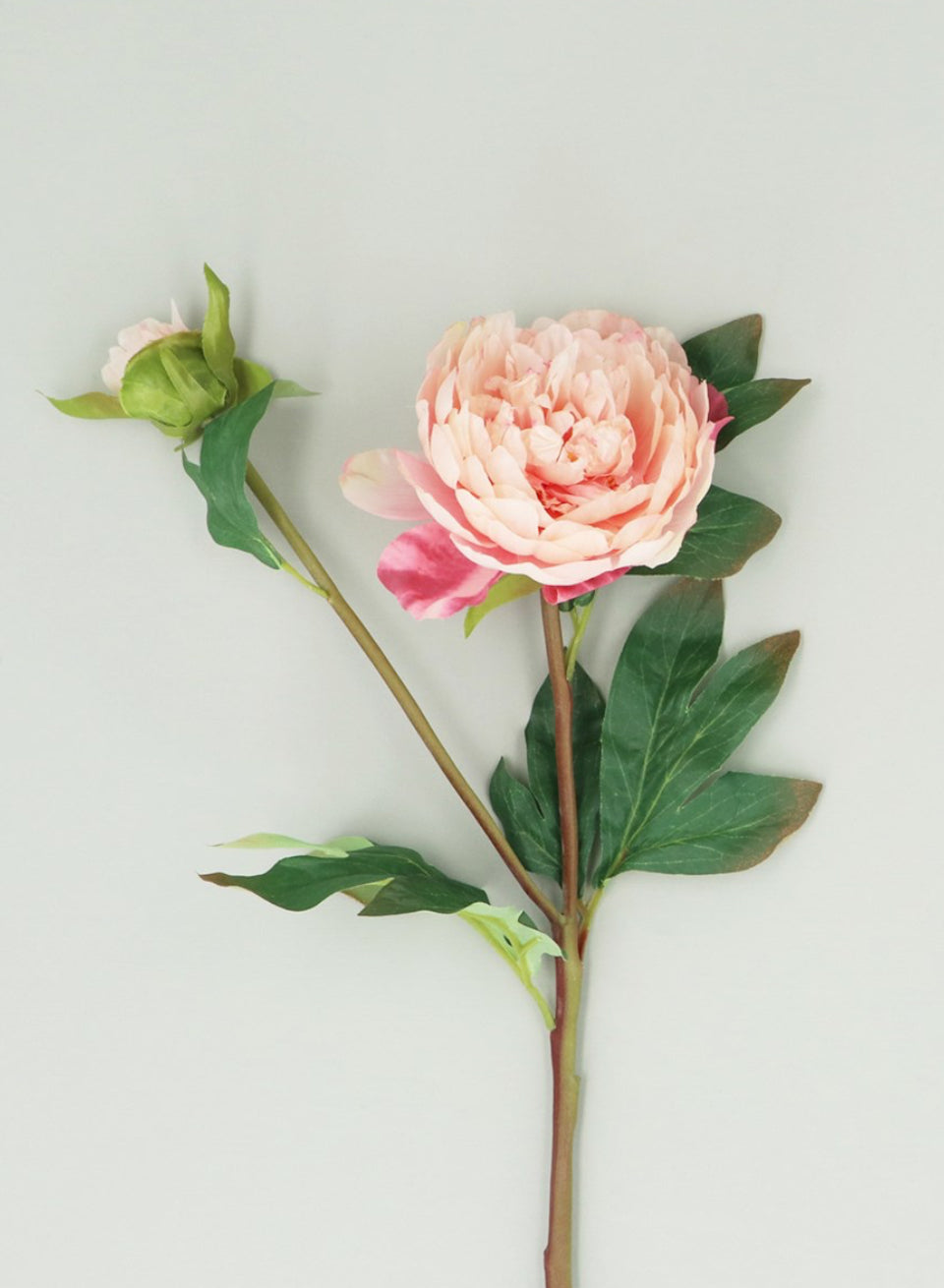 Dusky Pink Peony Stem