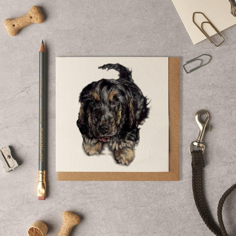 Ziggy Show Cocker