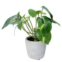 Faux Philodendron