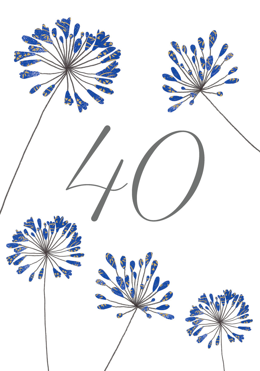 Agapanthus Forty