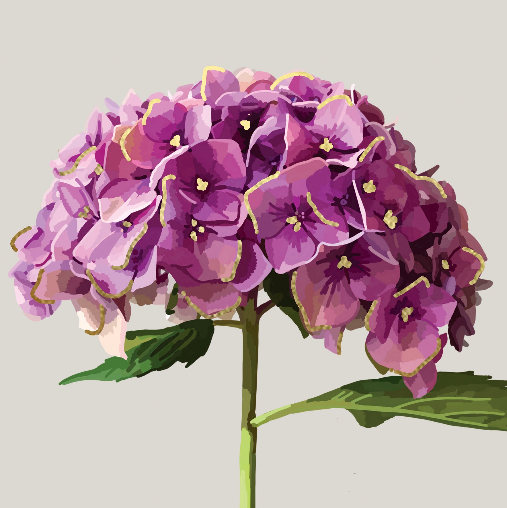 Purple Hydrangea