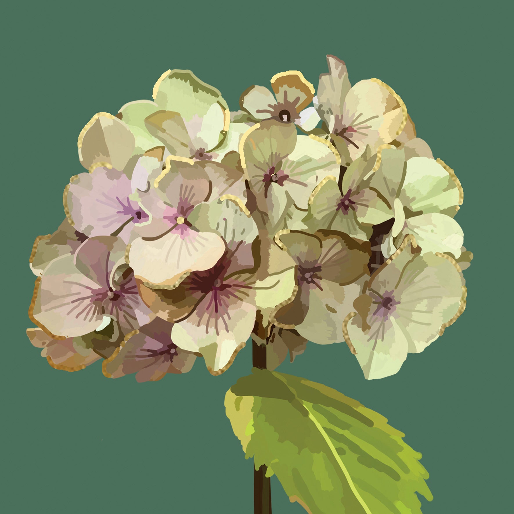 Hydrangea